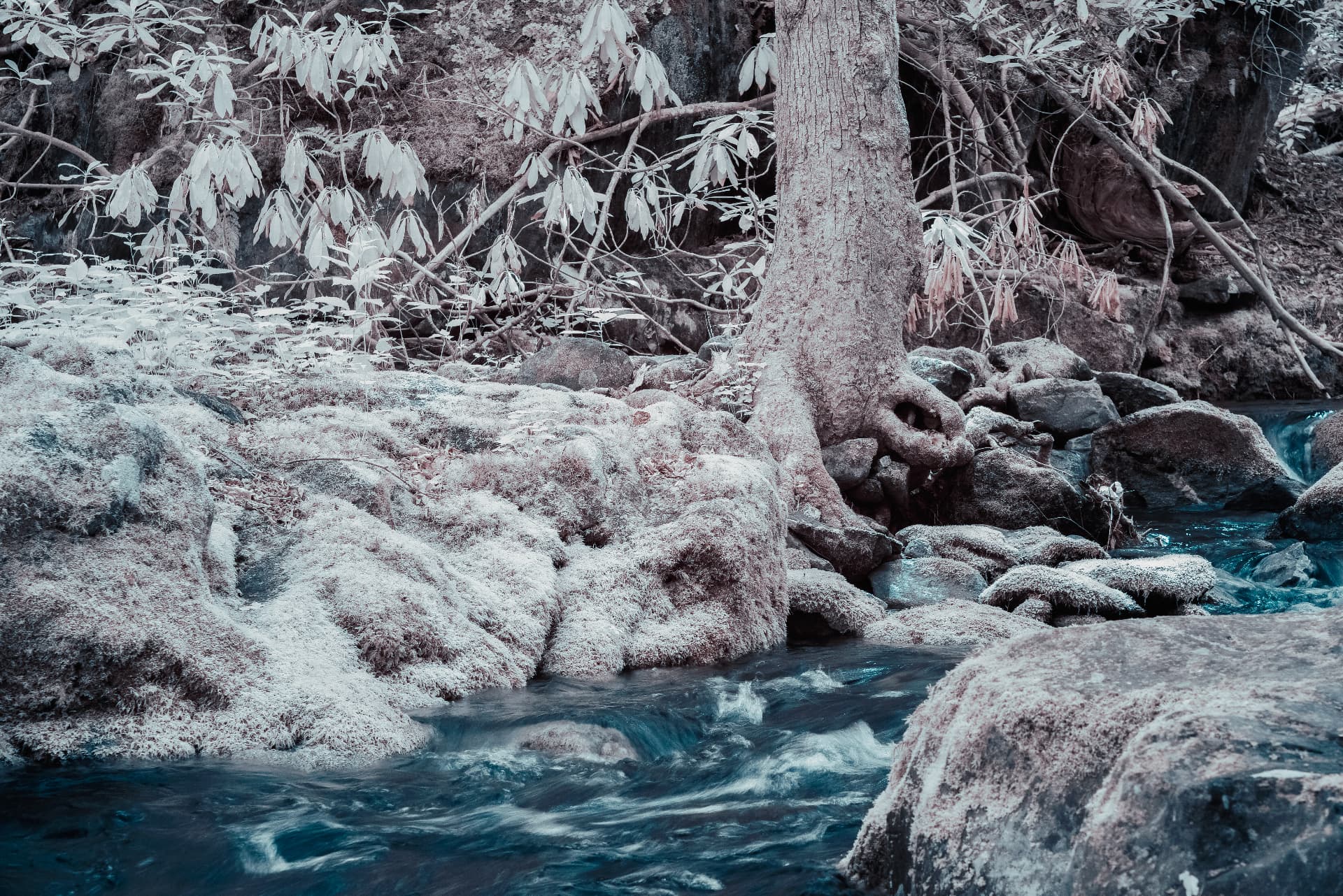 Appalachian creek with white infrared foliage and a weathered tree — Nikon D750, 665nm, 24-140mm f/4G