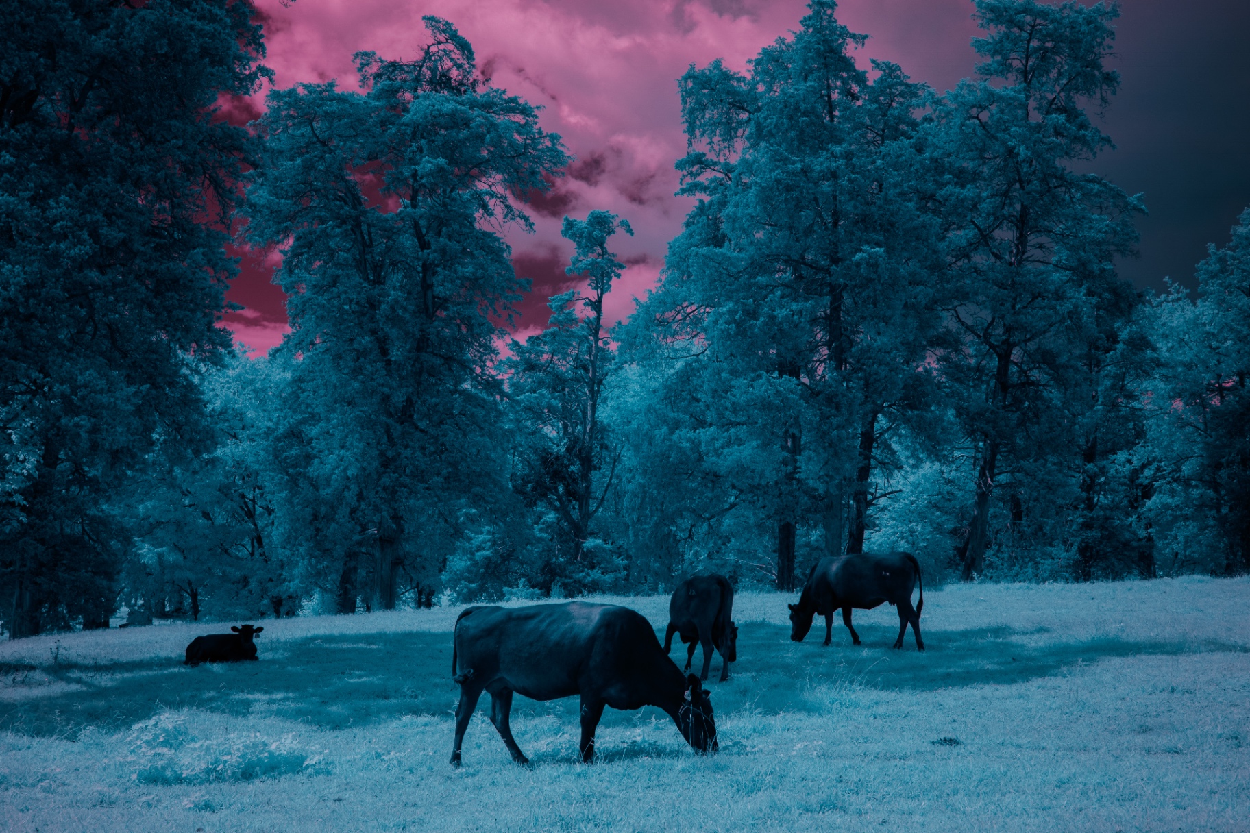 Cattle grazing in a teal infrared pasture under a magenta sky — Nikon Z7II full spectrum with orange filter
