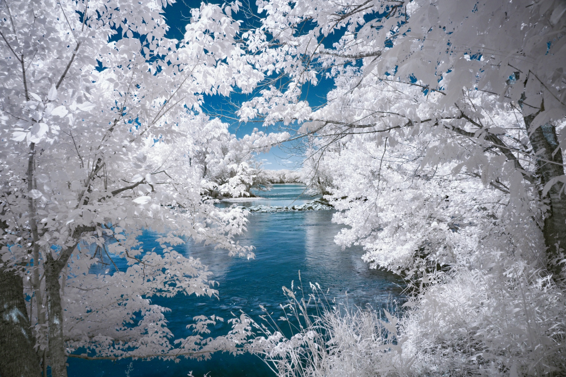 White infrared foliage over a blue river