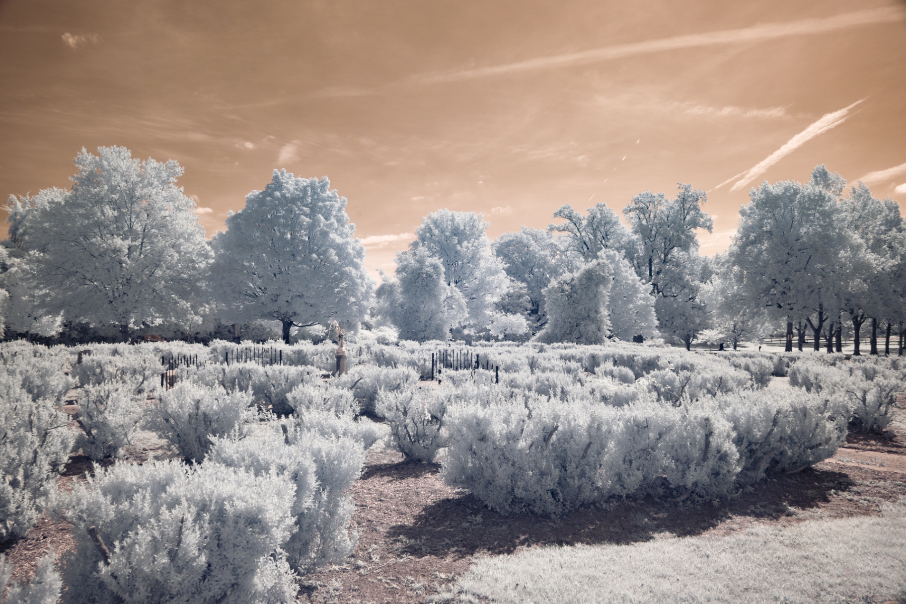 Formal garden hedges in white infrared under a sepia sky