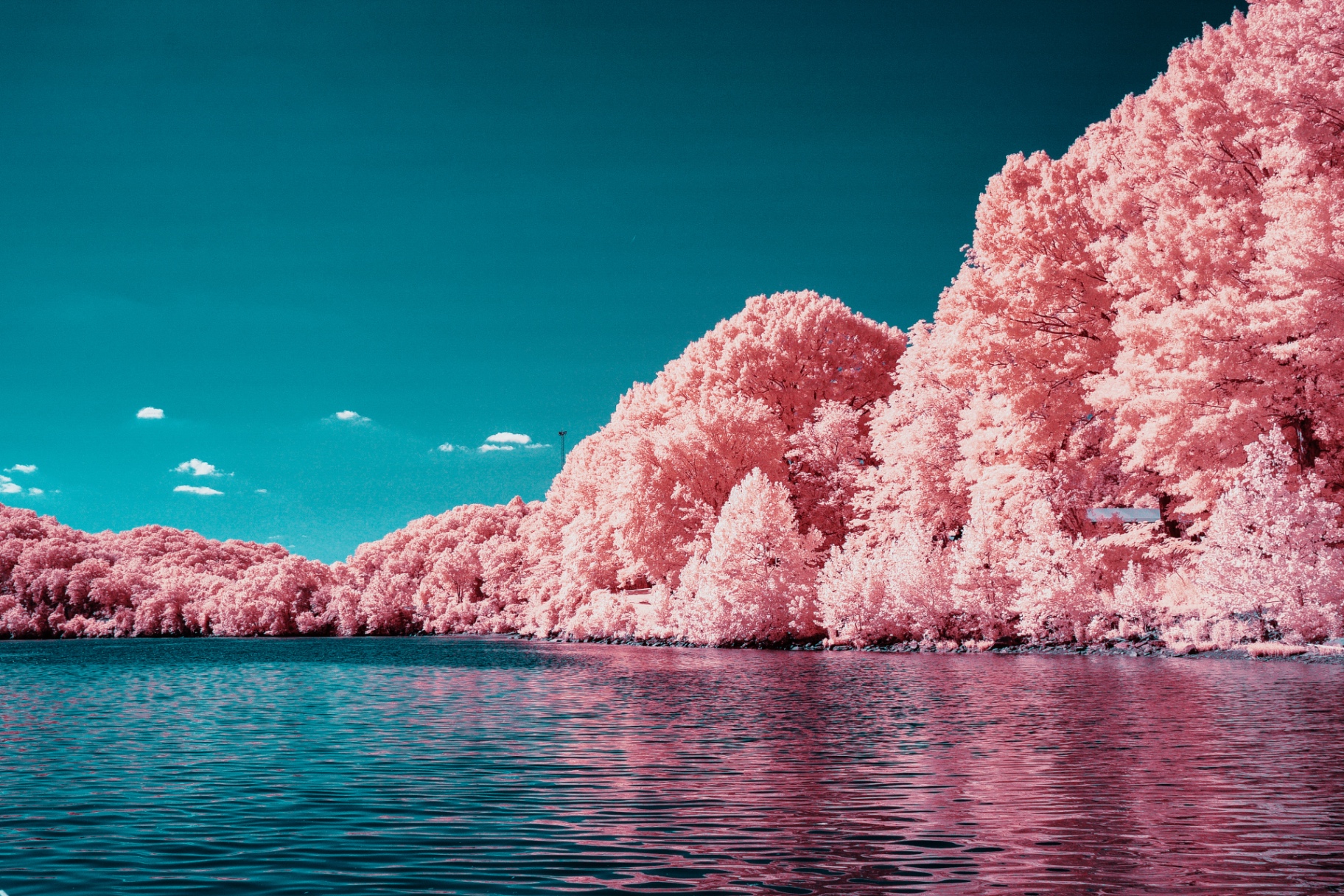 Coral infrared trees mirrored in still water under a teal sky
