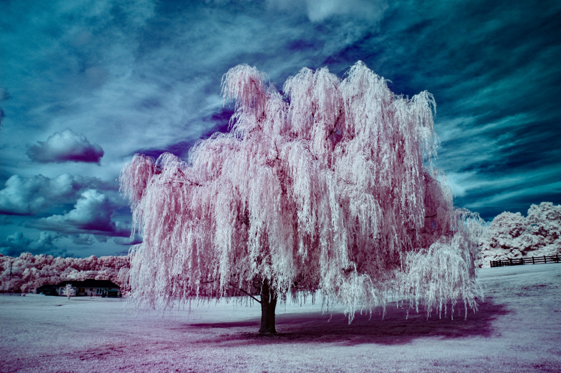 Weeping willow in pink infrared under a dramatic blue sky — Nikon D70, 590nm