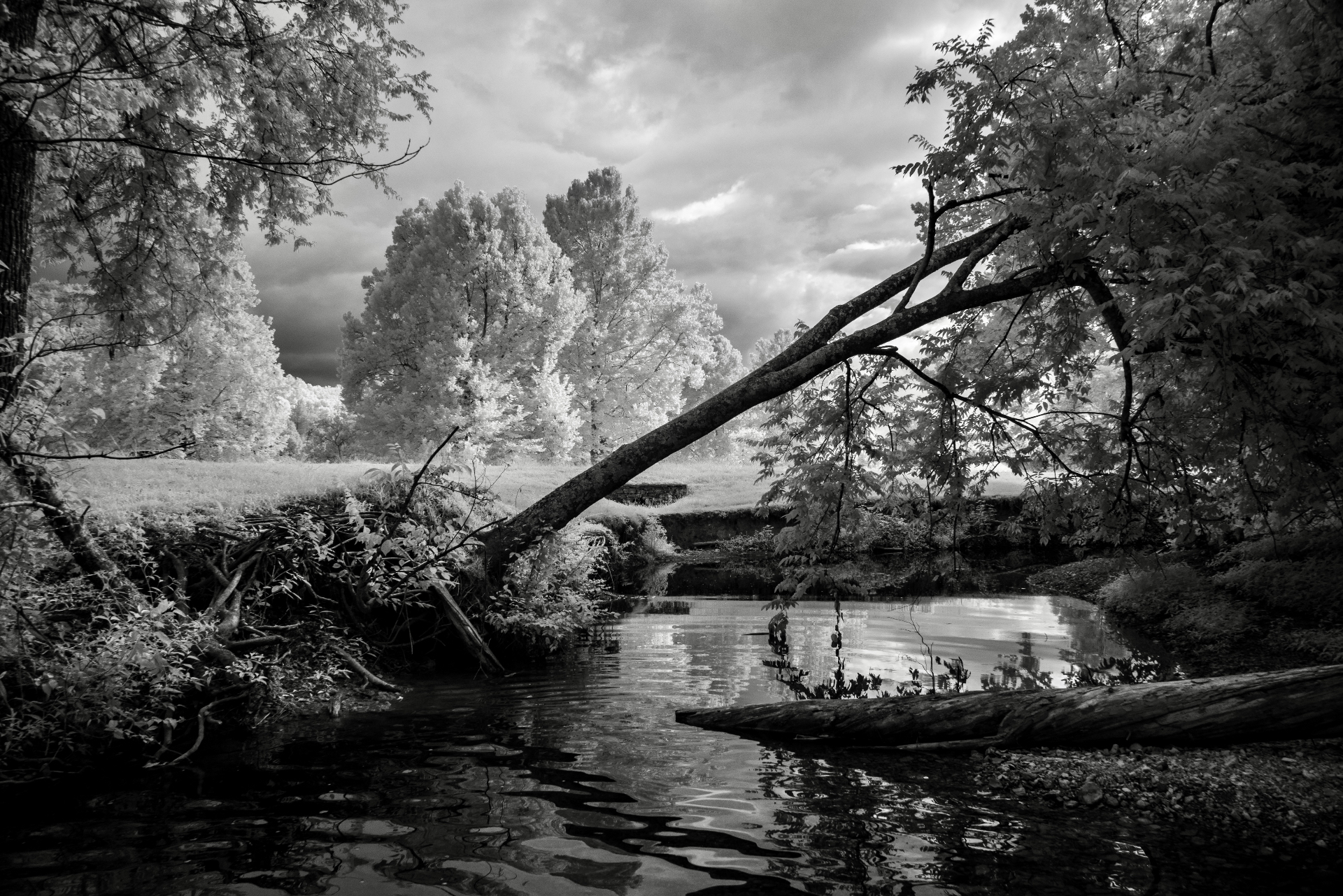 Black and white infrared creek with fallen tree