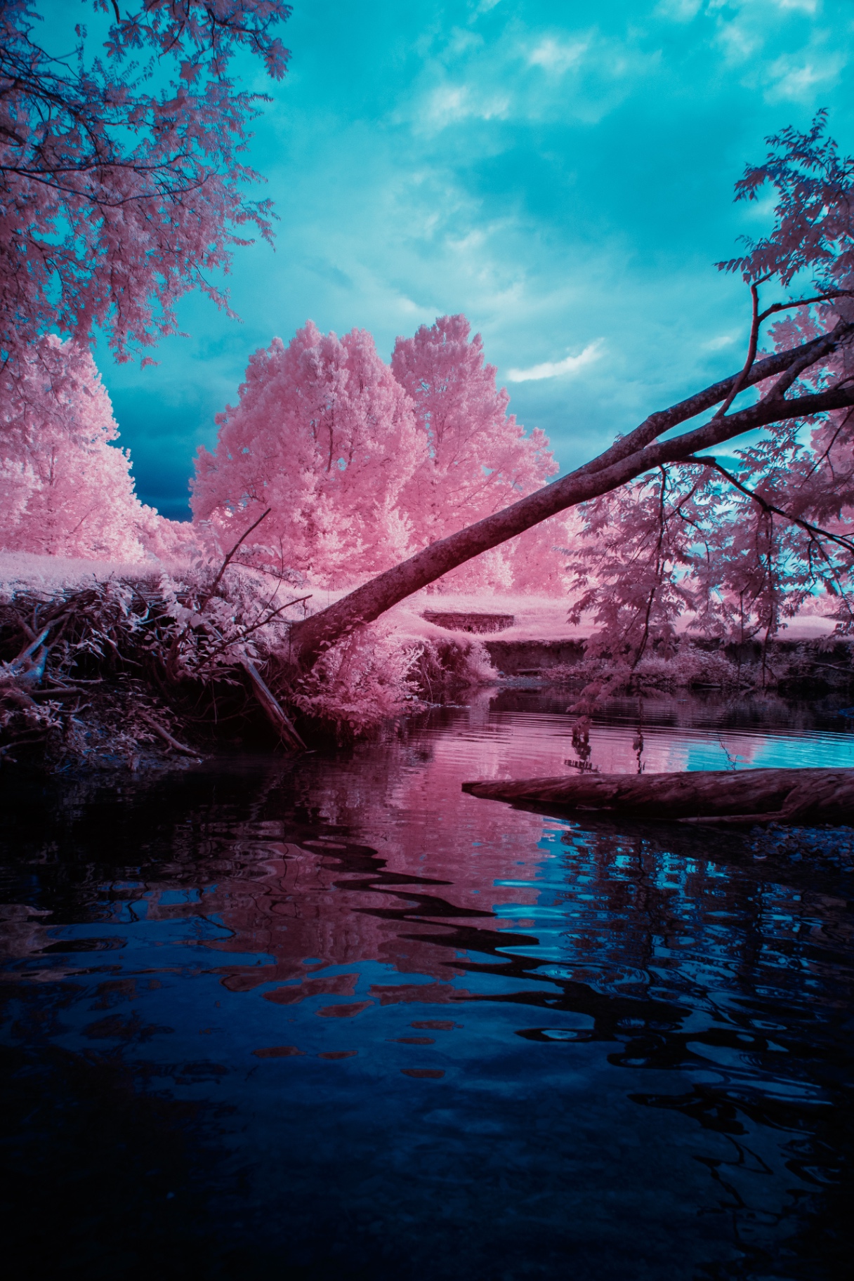 Pink infrared trees leaning over a still river in Leipers Fork, Tennessee — Nikon D750, 665nm