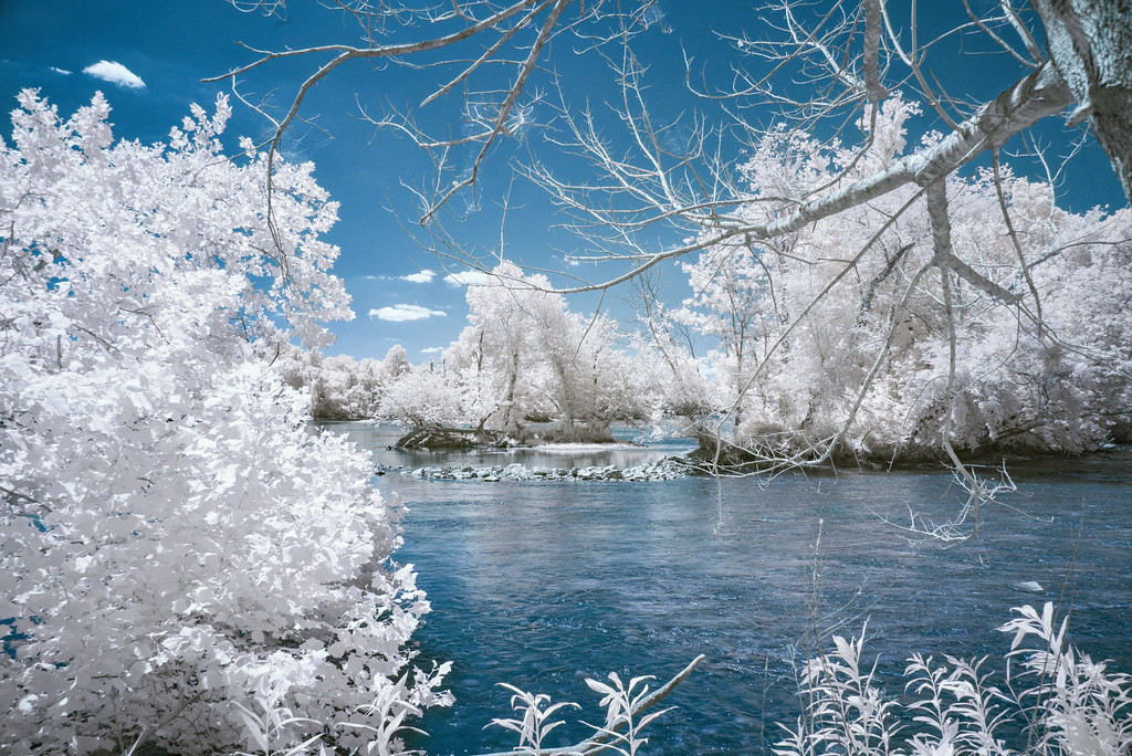 Through the trees, infrared