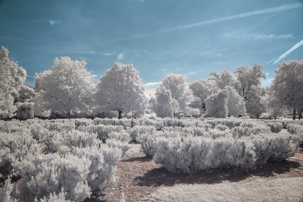 Gardens in infrared