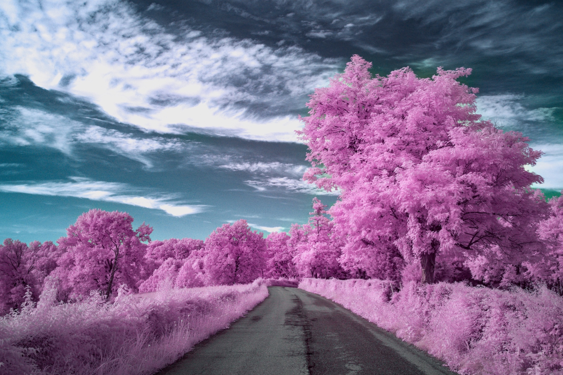 Pink infrared trees lining a country road under a teal sky