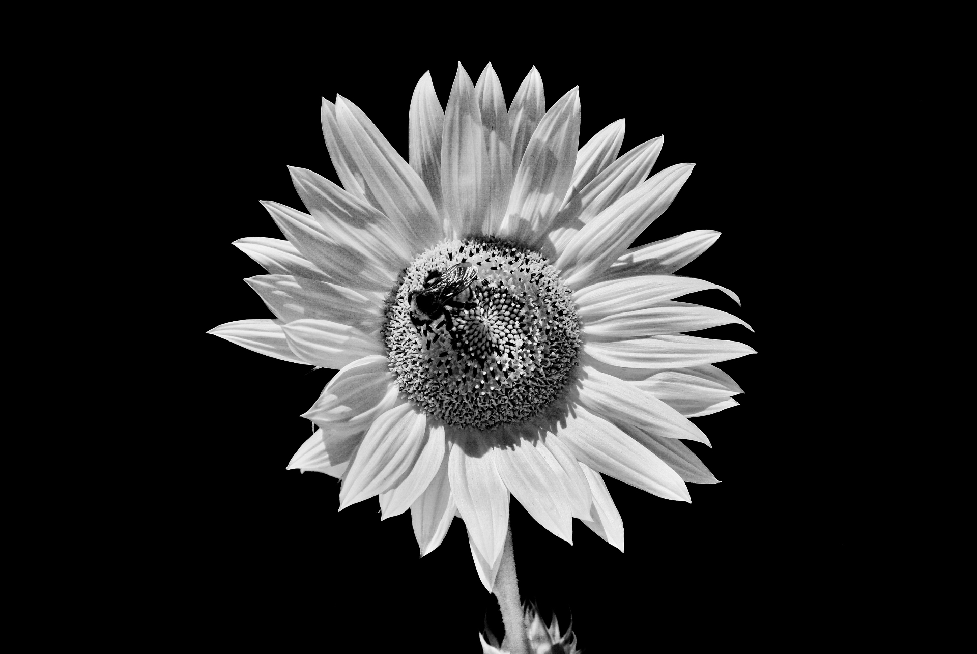 Infrared sunflower with a bee on its center — Nikon D200, 720nm