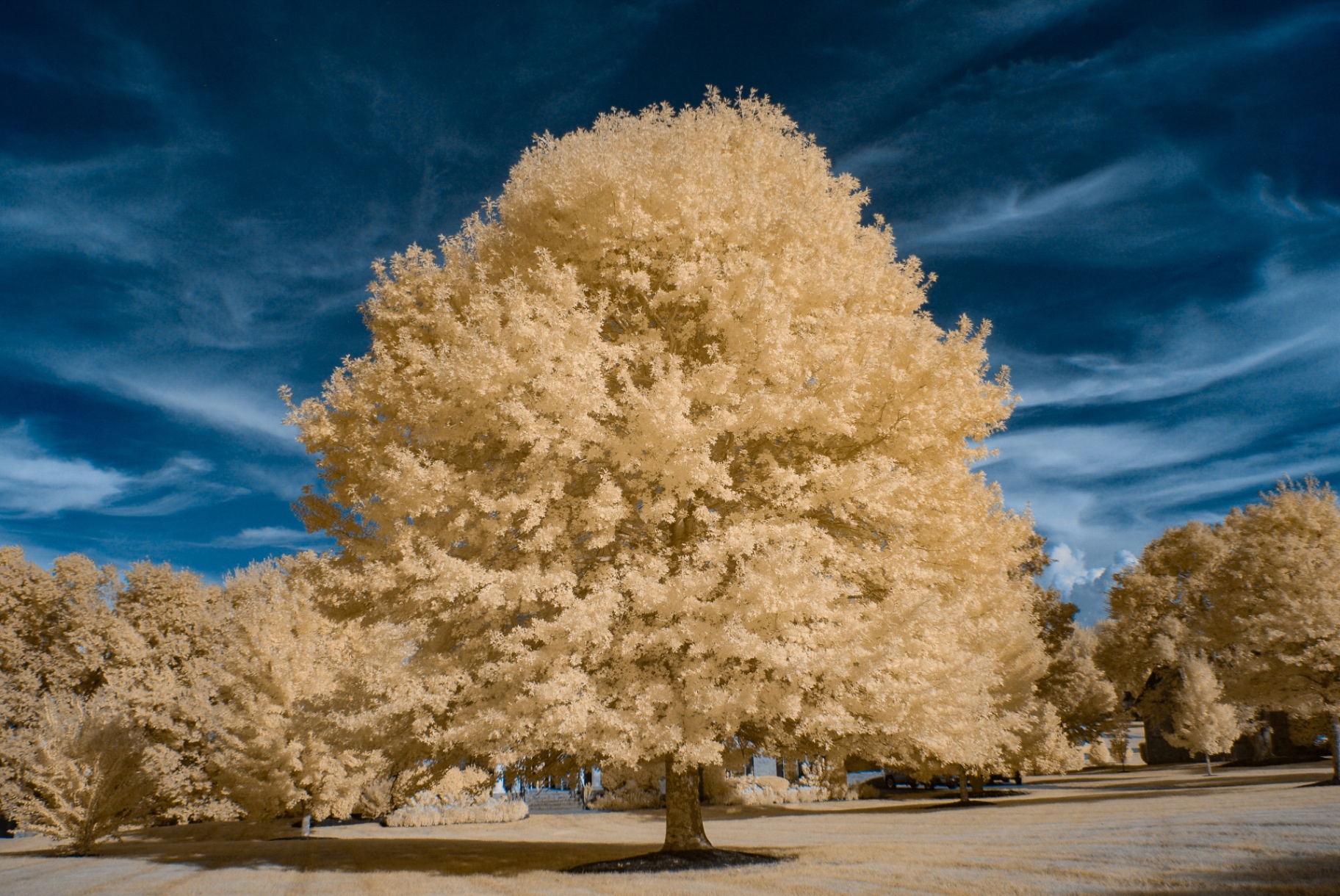 A single large tree glowing white-gold in 590nm infrared over pale grass in SummerHill, Franklin, Tennessee — Nikon D200, 18-140mm DX kit lens