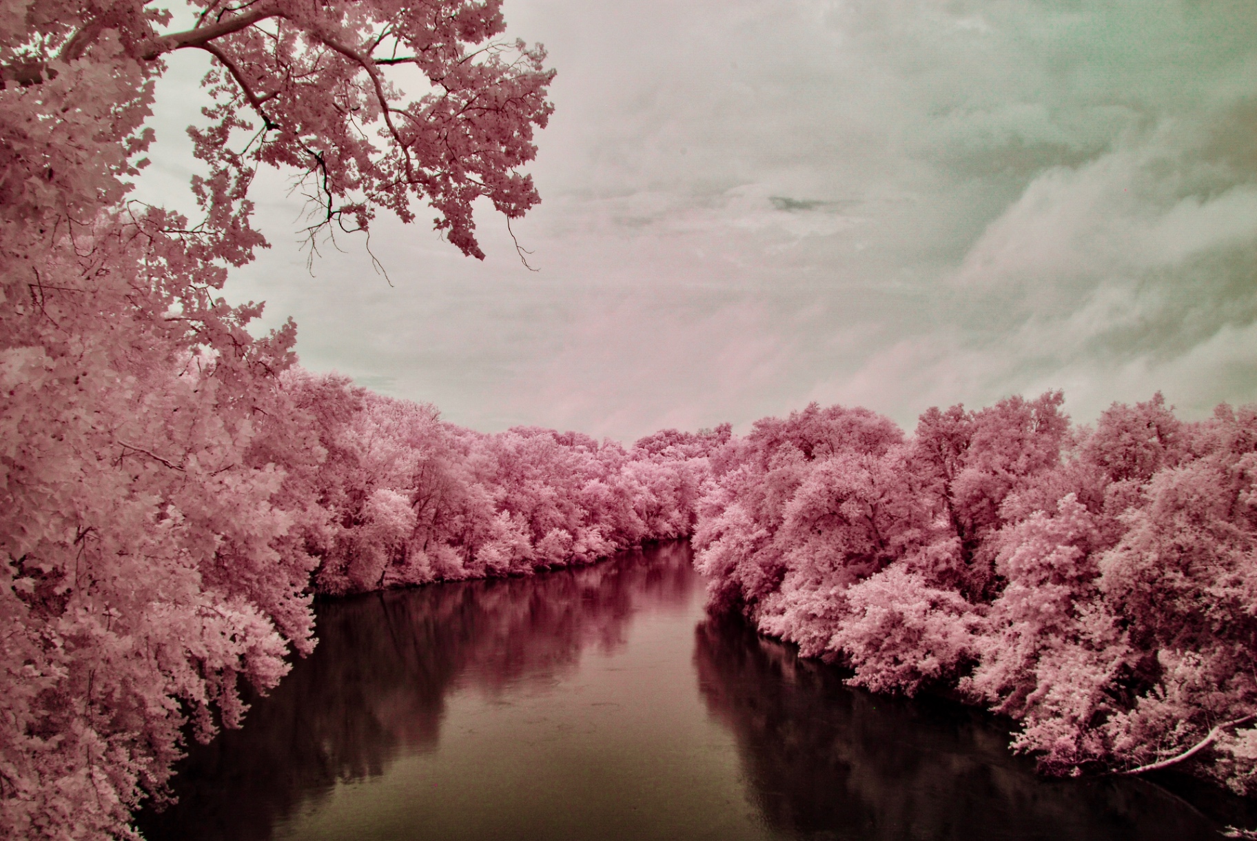 Duck River in pink false colour, made on a converted Nikon D200 at 720nm