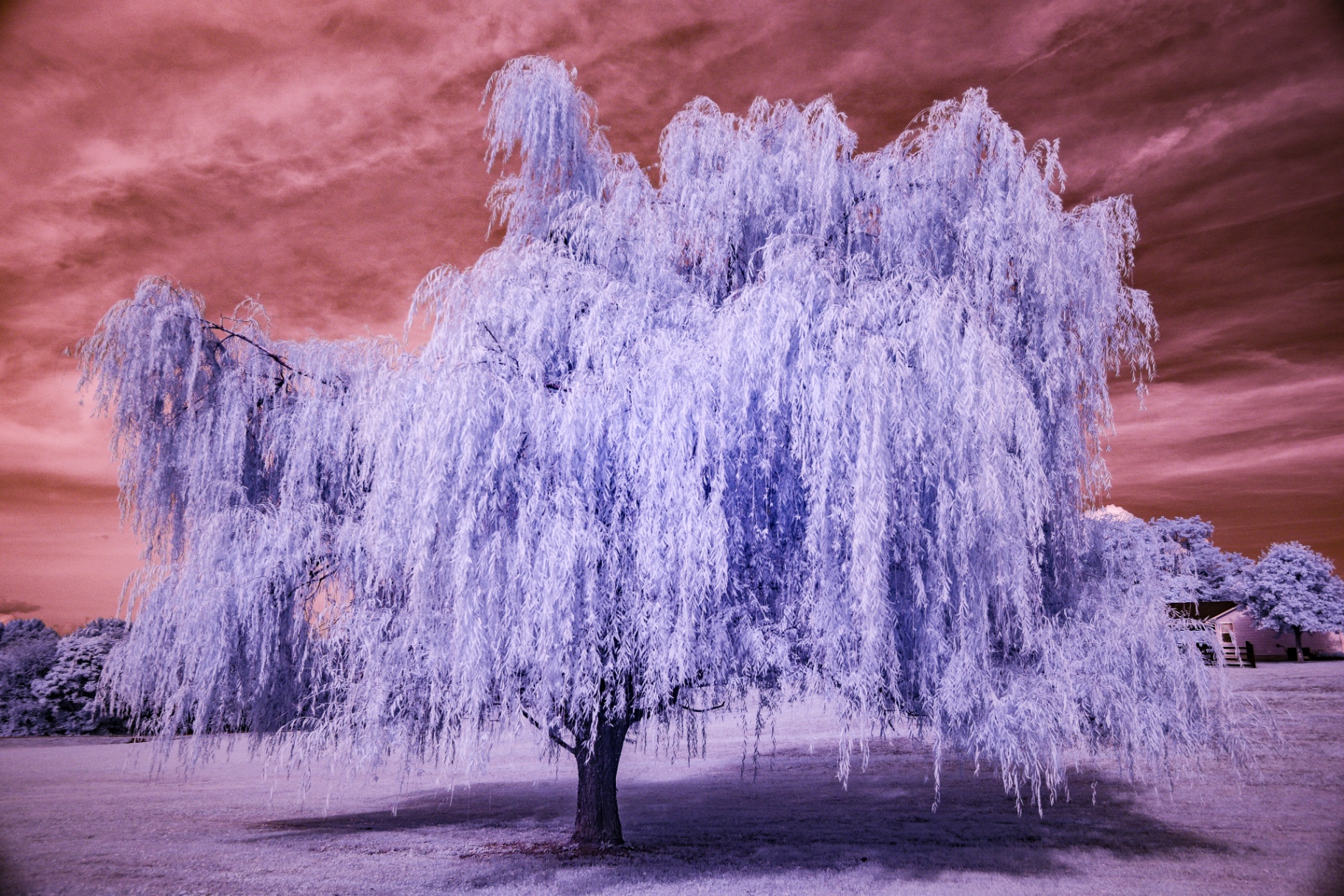 White infrared willow tree under a red sky