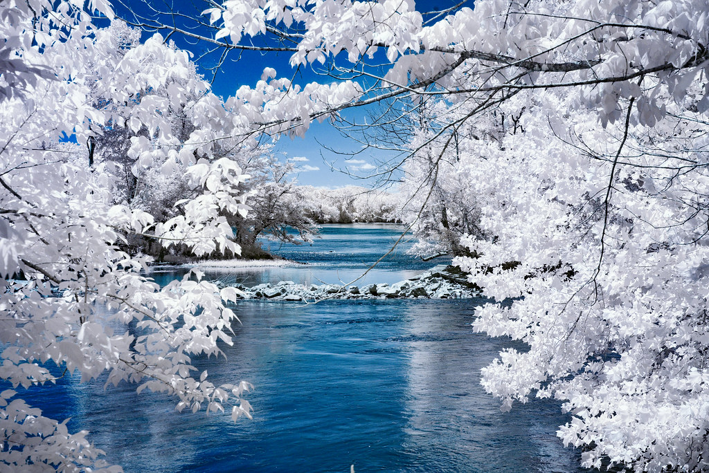Icy infrared trees in harsh daylight