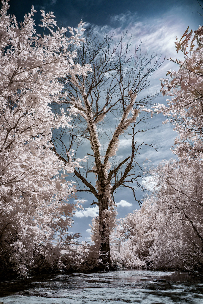 Afterlife — infrared trees