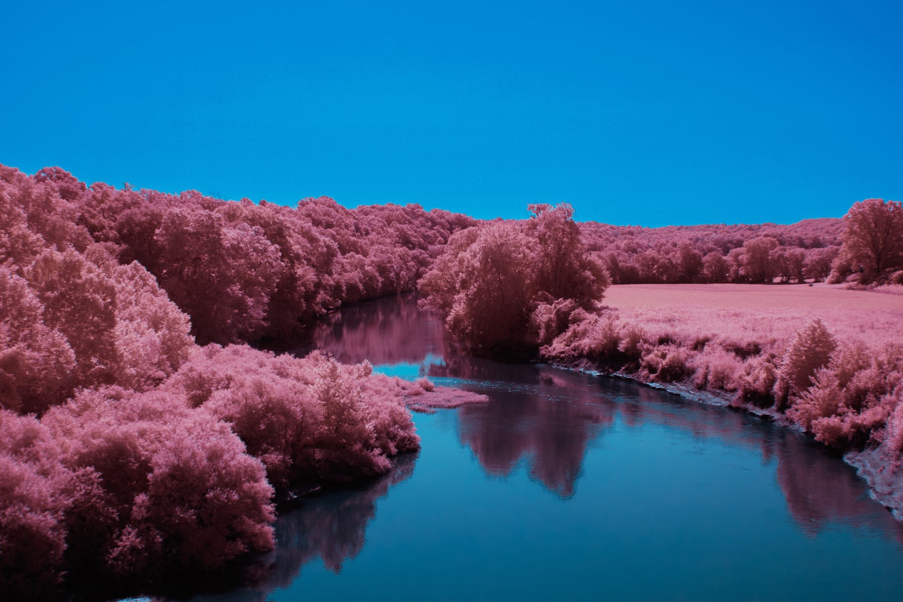 Pink infrared trees along a winding river under a clear blue sky